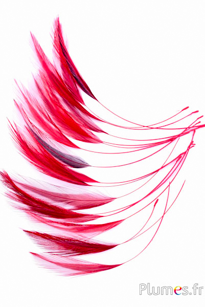 Coq filant - 10-15 cm - rouge-noir